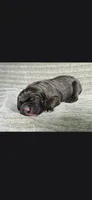 Charlie , a male Cane Corso for sale in Springfield, MO – 2 of 9