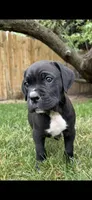 Yellow , a male Cane Corso for sale in Twin Falls, ID – 5 of 5