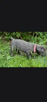 Pink , a female Cane Corso for sale in Twin Falls, ID – 3 of 4
