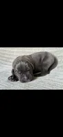 Max, a male Cane Corso for sale in Springfield, MO – 3 of 10