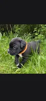 Orange , a male Cane Corso for sale in Twin Falls, ID – 5 of 6