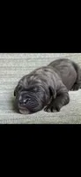 Max, a male Cane Corso for sale in Springfield, MO – 6 of 10