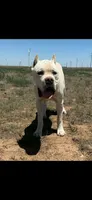 Tommy *RARE* straw color , a male Cane Corso for sale in Snyder, TX – 2 of 5