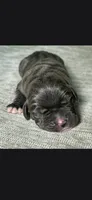 Charlie , a male Cane Corso for sale in Springfield, MO – 7 of 9