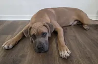 Finn, a male Cane Corso for sale in Twin Falls, ID – Photo 2 of 2