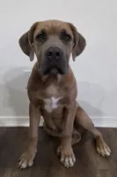 Finn, a male Cane Corso for sale in Twin Falls, ID – Photo 1 of 2