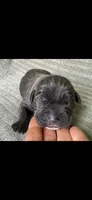 Max, a male Cane Corso for sale in Springfield, MO – 9 of 10