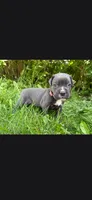 Pink , a female Cane Corso for sale in Twin Falls, ID – 2 of 4
