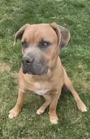 Finn, a male Cane Corso for sale in Twin Falls, ID – 3 of 3