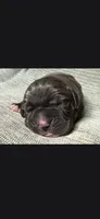 Charlie , a male Cane Corso for sale in Springfield, MO – 8 of 9