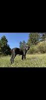 Gray, a male Cane Corso for sale in Twin Falls, ID – 4 of 4
