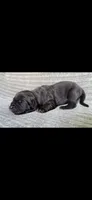 Max, a male Cane Corso for sale in Springfield, MO – 2 of 10