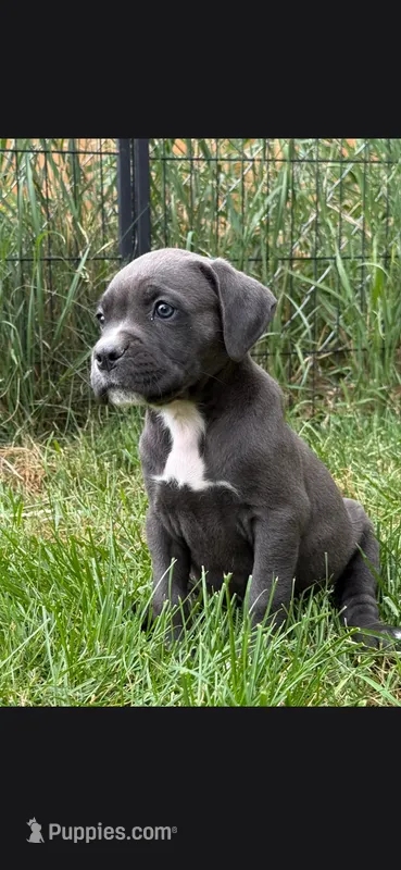 Pink  – Cane Corso puppy for sale in Twin Falls, ID