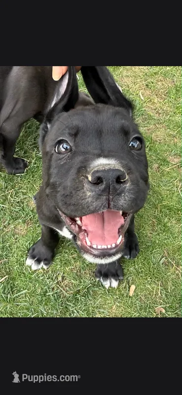 Yellow  – Cane Corso puppy for sale in Twin Falls, ID