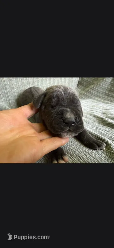 Charlie  – Cane Corso puppy for sale in Springfield, MO