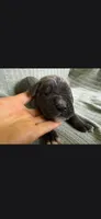 Charlie , a male Cane Corso for sale in Helena, MT – 1 of 5