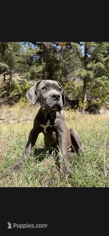 Bubble  – Cane Corso puppy for sale in Twin Falls, ID
