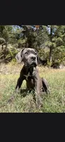 Bubble , a female Cane Corso for sale in Twin Falls, ID – 3 of 6