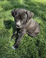 Pink, a female Cane Corso for sale in Twin Falls, ID – 3 of 4