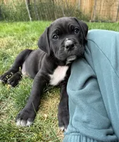 Yellow , a male Cane Corso for sale in Twin Falls, ID – 2 of 5