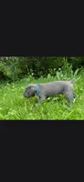 Azure blue, a male Cane Corso for sale in Twin Falls, ID – 8 of 8