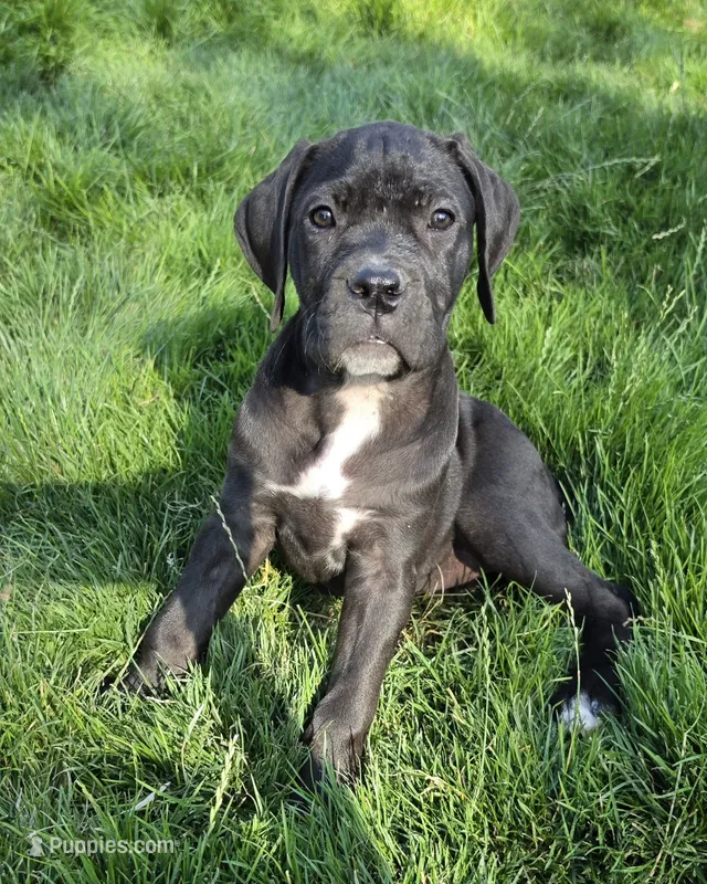 Purple – Cane Corso puppy for sale in Twin Falls, ID