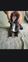 Jules, a female Cane Corso for sale in Springfield, MO – 3 of 5