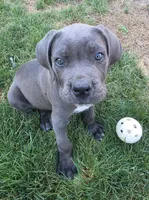 Black, a male Cane Corso for sale in Twin Falls, ID – 2 of 4