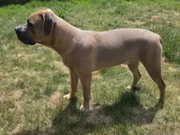 Finn, a male Cane Corso for sale in Twin Falls, ID – 2 of 3