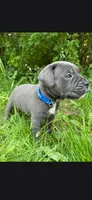 Azure blue, a male Cane Corso for sale in Twin Falls, ID – 6 of 8