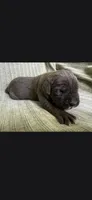 Max, a male Cane Corso for sale in Helena, MT – 3 of 5