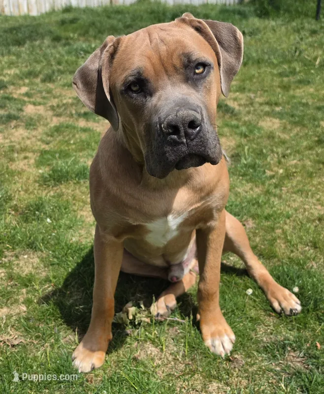 Finn – Cane Corso puppy for sale in Twin Falls, ID