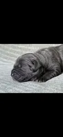 Max, a male Cane Corso for sale in Springfield, MO – 4 of 10
