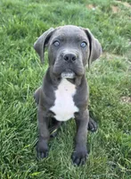 Gray, a male Cane Corso for sale in Twin Falls, ID – 3 of 5