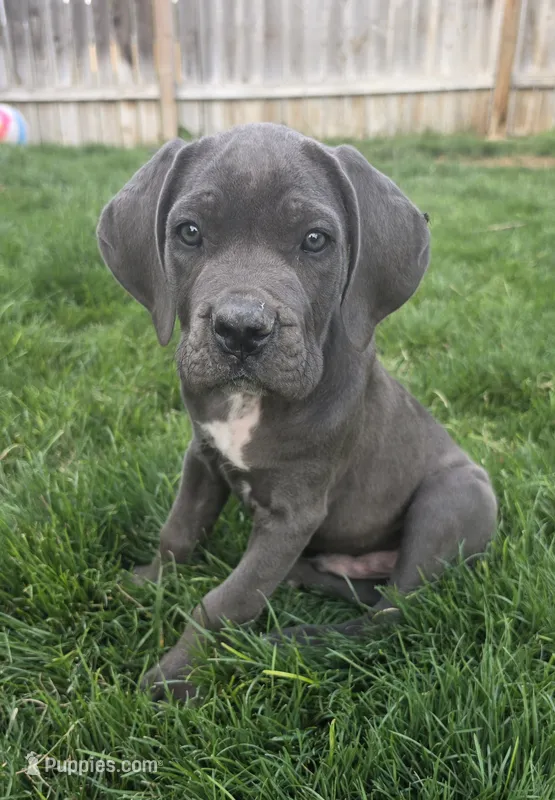 Blue – Cane Corso puppy for sale in Twin Falls, ID