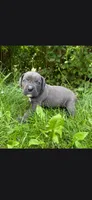 Black, a male Cane Corso for sale in Twin Falls, ID – 6 of 6