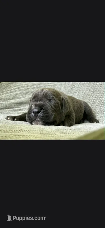 Max – Cane Corso puppy for sale in Springfield, MO