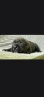 Max, a male Cane Corso for sale in Helena, MT – 1 of 5