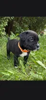 Orange , a male Cane Corso for sale in Twin Falls, ID – 4 of 6