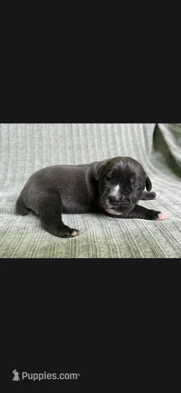 Jules – Cane Corso puppy for sale in Springfield, MO