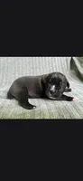 Jules, a female Cane Corso for sale in Springfield, MO – 1 of 5
