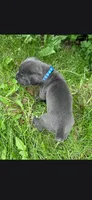 Azure blue, a male Cane Corso for sale in Twin Falls, ID – 7 of 8