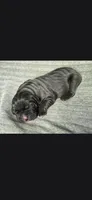 Charlie , a male Cane Corso for sale in Springfield, MO – 3 of 9