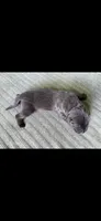 Max, a male Cane Corso for sale in Springfield, MO – 7 of 10