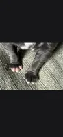 Charlie , a male Cane Corso for sale in Springfield, MO – 4 of 9
