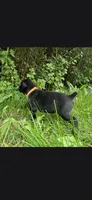 Orange , a male Cane Corso for sale in Twin Falls, ID – 6 of 6