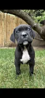 Yellow , a male Cane Corso for sale in Twin Falls, ID – 1 of 5