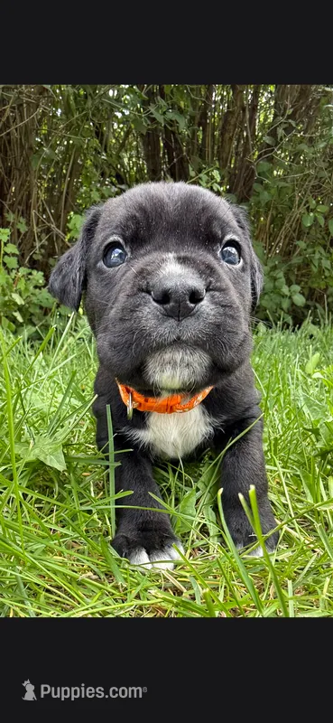 Orange  – Cane Corso puppy for sale in Twin Falls, ID