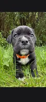 Orange , a male Cane Corso for sale in Twin Falls, ID – 1 of 6