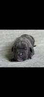Max, a male Cane Corso for sale in Springfield, MO – 5 of 10